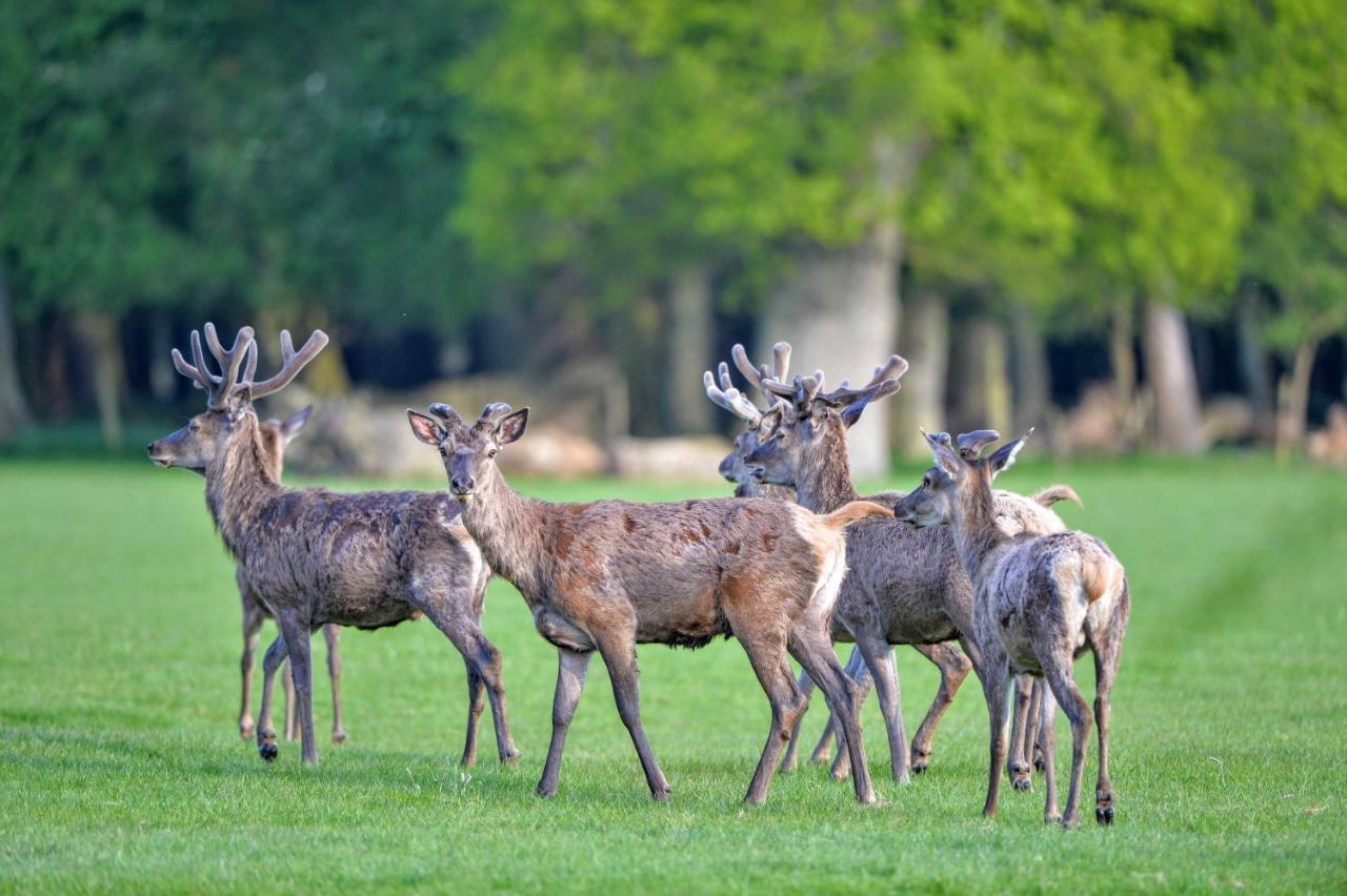 New Park Manor Hotel - A Luxury Family Hotel Brockenhurst Kültér fotó